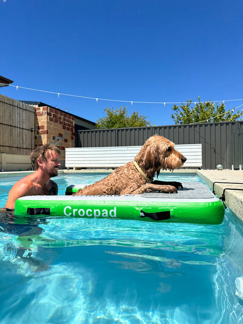 Dog Ramp for Pools, Boats & Docks – Why Every Water-Loving Dog Needs One