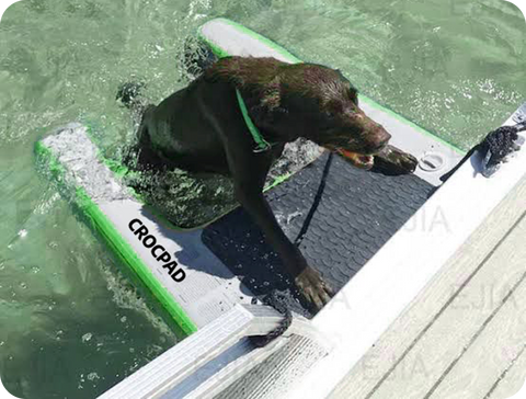 Complete Dog Water Ramp Guide: Choose the Perfect Pool Access Solution for Your Pet