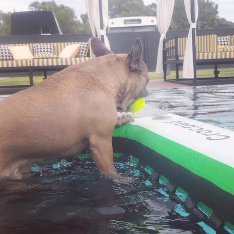 Ultimate Guide to Dog Pool Ramps: Keep Your Furry Friend Safe This Summer