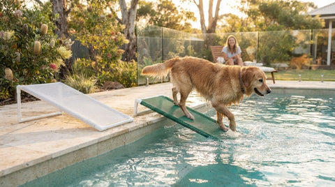 Submerged Mesh Dog Ramp Cost and Colour Choices